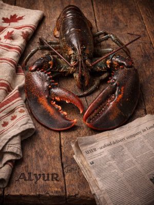 Canadian Lobster, 1kg-1.5kg