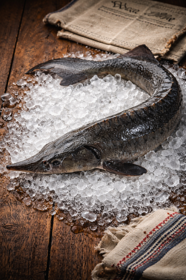 Whole Sturgeon, 2.2kg ~ 4.5kg, price per kg